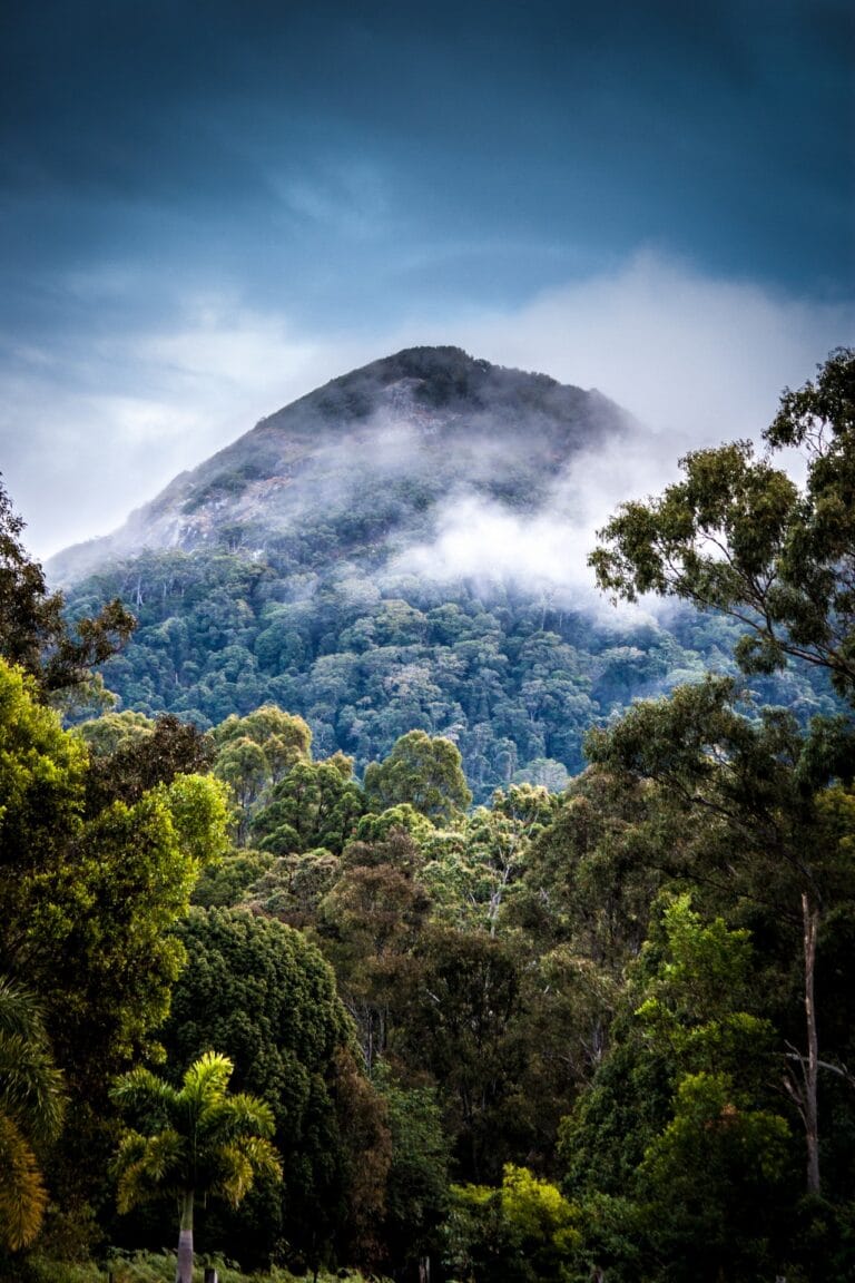 561296-nature-landscape-mountains-photography-clouds-portrait_display-mist-trees-forest-tropical-rainforest